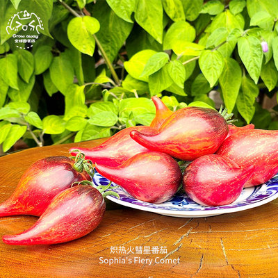 炽热火彗星番茄种子果肉香甜紧实