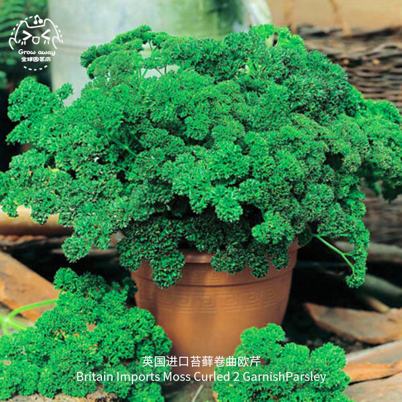 苔藓卷曲欧芹种子鲜嫩浓郁传家宝