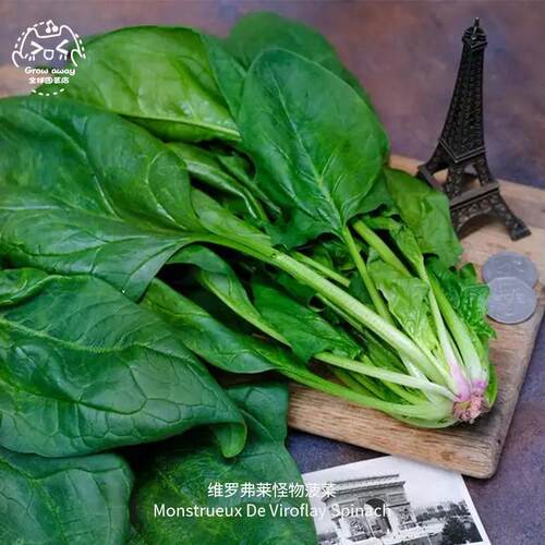 维罗弗莱怪物菠菜种子高产酥脆