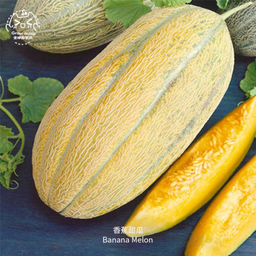香蕉甜瓜种子多汁香甜浓郁多肉