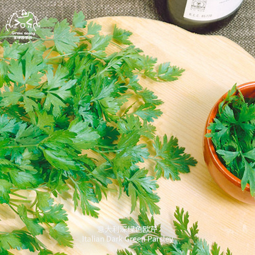 意大利深绿欧芹种子鲜嫩沙拉调味