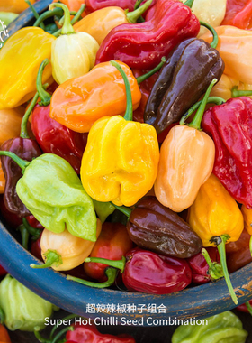 超辣辣椒种子组合高产哈瓦那魔鬼椒加蝎子特辣传家宝春秋阳台盆栽