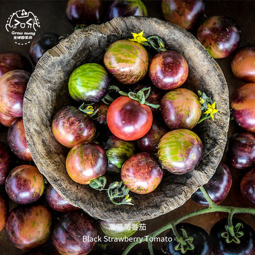 黑草莓番茄种子沙瓤果味高产浓郁