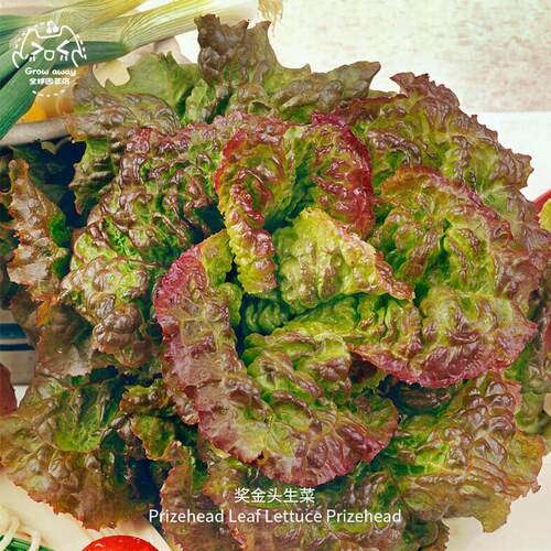 奖金头生菜种子传家宝脆甜浓郁