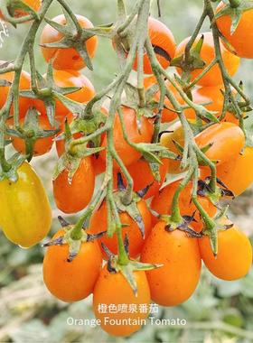橙色喷泉小番茄种子皮薄浓郁超甜高产爆花传家宝春秋室内阳台盆栽