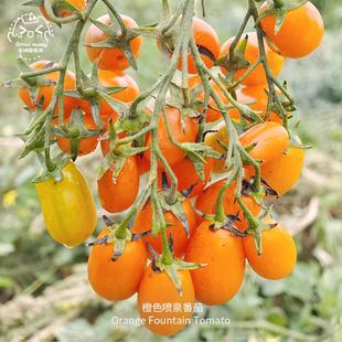 橙色喷泉小番茄种子皮薄浓郁超甜高产爆花传家宝春秋室内阳台盆栽