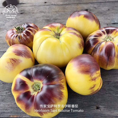 萨特罗洛伊斯番茄种子菠萝果味