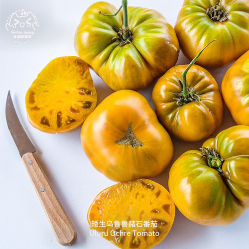 乌鲁鲁赭石矮生番茄种子浓郁果味
