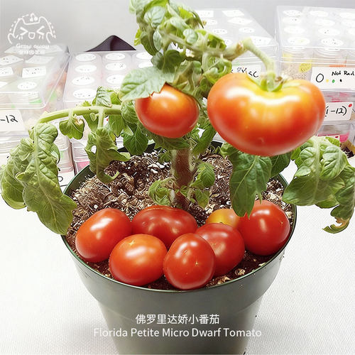 佛罗里达娇小番茄种子矮生美味