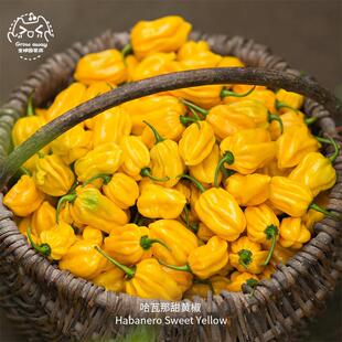 黄金哈瓦那甜椒种子果味甜美高产生食品种传家宝室内阳台春秋盆栽