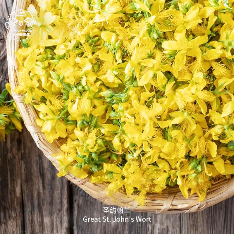 圣约翰草金丝桃种子紧凑浓郁药效