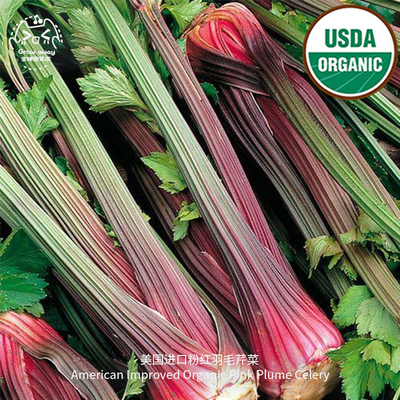 粉红羽毛芹菜种子新鲜高产传家宝