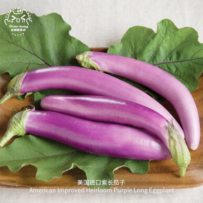 紫长茄子种子鲜嫩高产传家宝盆栽