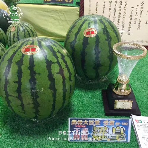 罗皇王子西瓜种子多汁少籽高糖