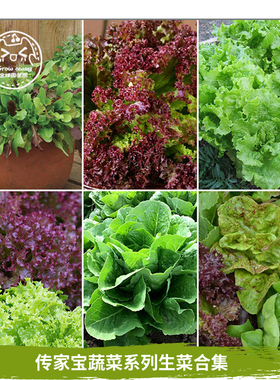 传家宝生菜种子合集家庭阳台四季盆栽甜脆沙拉生吃莎拉农家绿叶菜