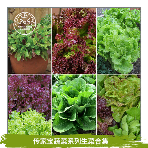 传家宝莎拉生菜种子四季盆栽甜脆