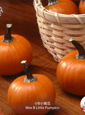 小B迷你小南瓜种子甜糯高产超甜ASS获奖品种传家宝春秋阳台盆栽