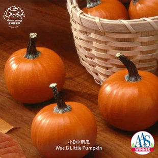 小B迷你小南瓜种子甜糯高产超甜ASS获奖品种传家宝春秋阳台盆栽