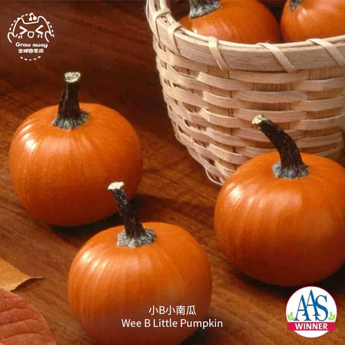 小B迷你小南瓜种子甜糯高产超甜