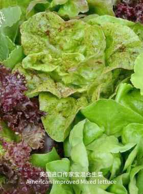 混合生菜种子酥脆浓郁阳台专用传家宝新鲜沙拉即食家庭四季易种