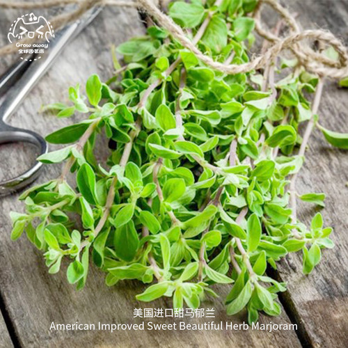 甜马郁兰种子传家宝食用香草盆栽