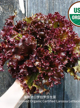 罗拉罗莎生菜种子传家宝家庭四季阳台专用盆栽新鲜即食蔬菜沙拉