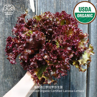 阳台专用盆栽新鲜即食蔬菜沙拉 罗拉罗莎生菜种子传家宝家庭四季