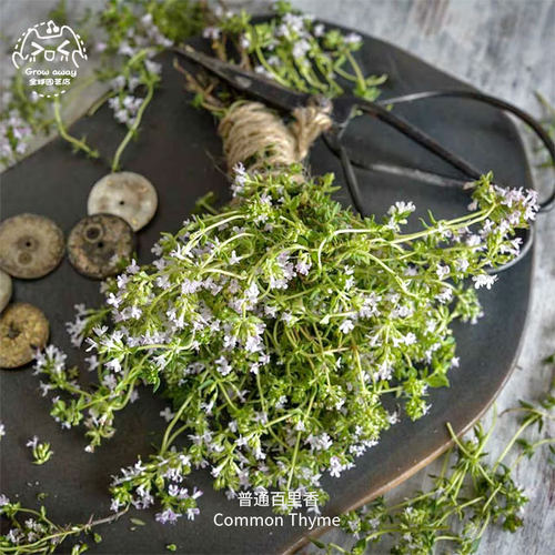 英国百里香种子芳香浓郁耐寒食用