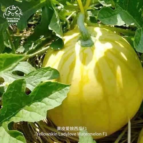 黄皮爱娘西瓜种子F1皮薄肉脆多汁