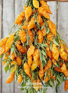 哈巴纳达甜椒种子橙果香浓郁口感脆甜超高产传家宝阳台春秋盆栽