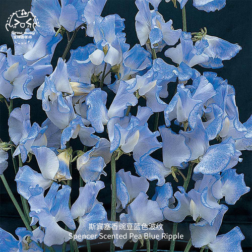 极香切花香豌豆种子春秋易种盆栽