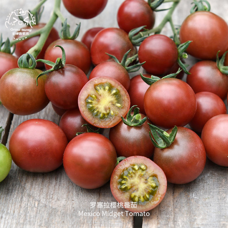罗塞拉玫瑰鹦鹉樱桃番茄种子超甜