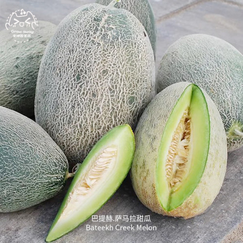 巴提赫萨马拉甜瓜种子皮薄酥脆