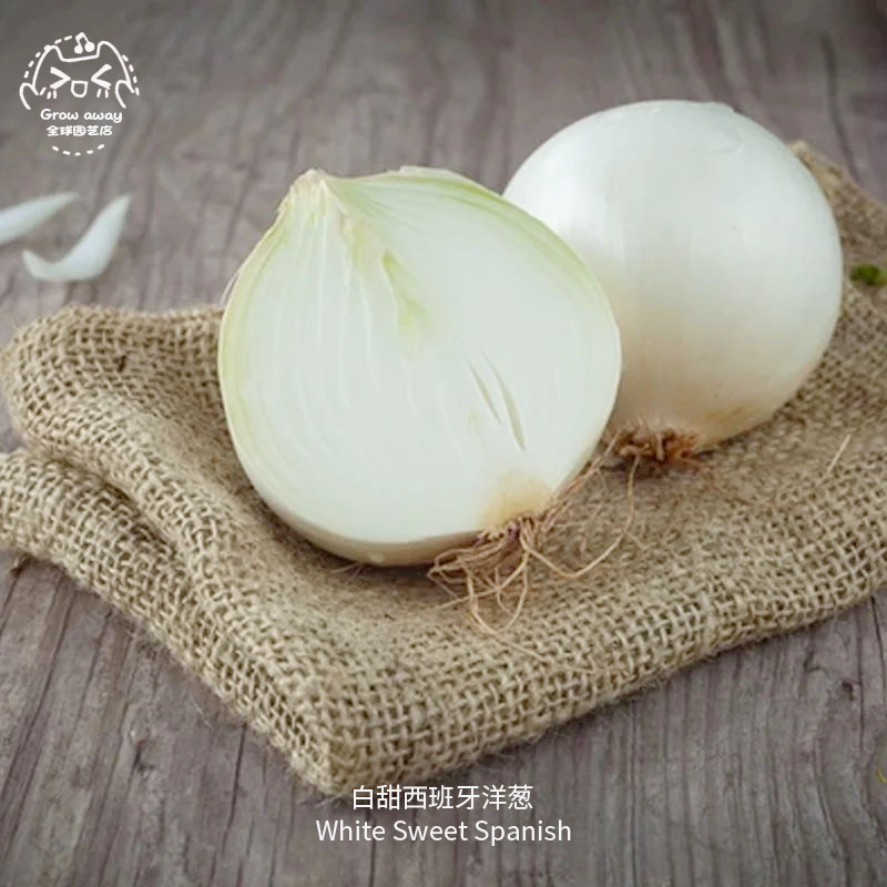 白甜西班牙洋葱种子皮薄易种甜味温和肉质细腻传家宝春秋室内盆栽