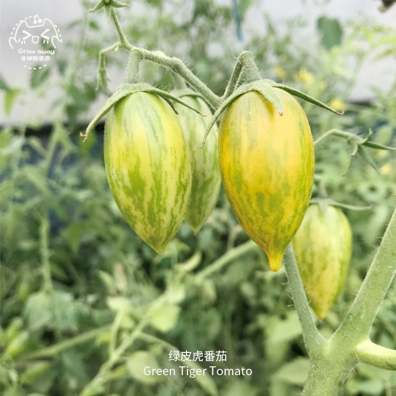 绿皮虎番茄种子超甜浓郁多汁高产