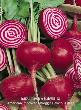 基奥贾甜菜种子传家宝甜脆红头甜根菜阳台春秋盆栽易种蔬菜萝卜根