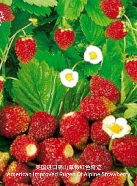 高山草莓种子红色奇迹食用香甜浆果进口传家宝多年生室内盆栽水果