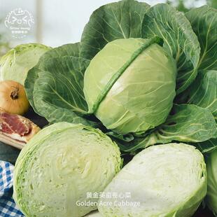 黄金英亩卷心菜种子浓郁紧凑速生抗抽苔传家宝春秋阳台盆栽蔬菜