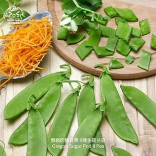 俄勒冈糖豆荚II矮生荷兰豆种子甜脆高产抗性强传家宝春秋阳台盆栽