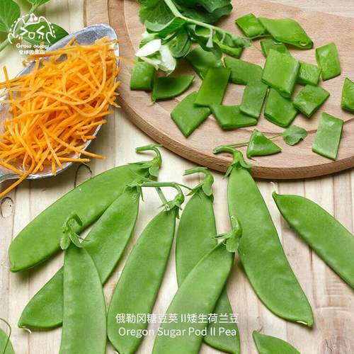 俄勒冈糖豆荚II矮生荷兰豆种子