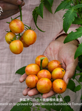 日出大黄蜂樱桃番茄种子皮薄香浓多汁高产传家宝蔬菜盆栽阳台种菜