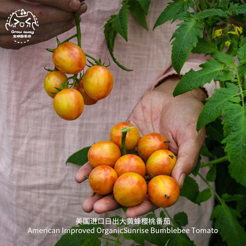 日出大黄蜂樱桃小番茄种子超甜