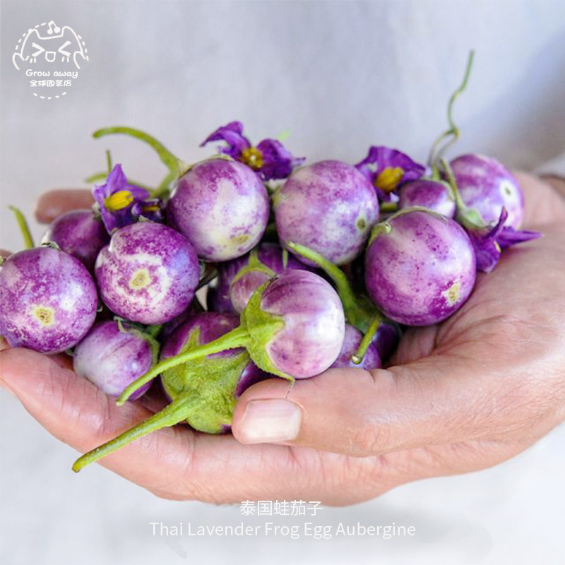 泰国蛙茄子种子鲜嫩温和高产耐热传家宝花园春秋室内阳台盆栽易种,鲜花速递/花卉仿真/绿植园艺,家庭园艺种子,淘宝优惠券,粉丝福利购,淘宝优惠卷