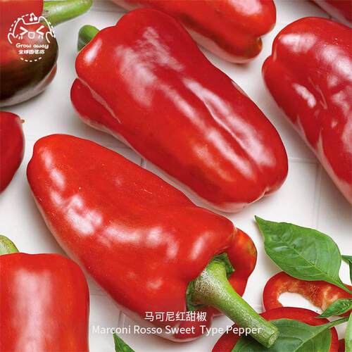 马可尼红甜椒种子美味香甜多汁