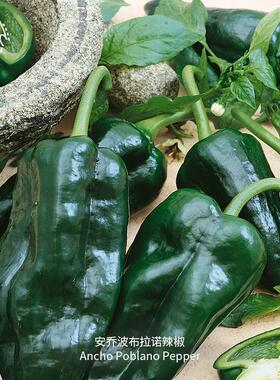 安乔波布拉诺辣椒种子皮薄鲜嫩浓郁微辣传家宝家庭室内阳台盆栽