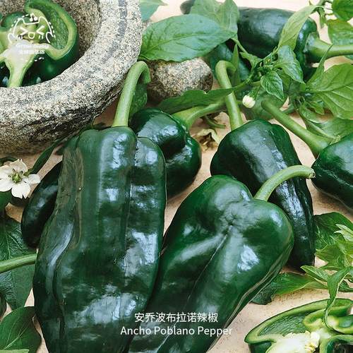 安乔波布拉诺辣椒种子鲜嫩微辣