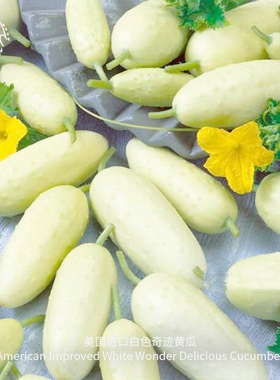 白色奇迹黄瓜种子鲜嫩多汁甜脆高产耐热传家宝室内阳台春秋盆栽