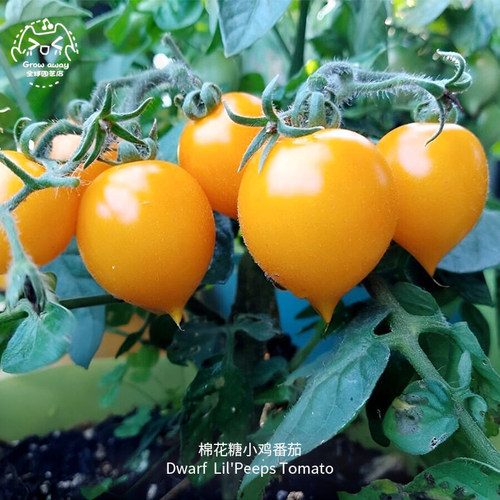 棉花糖小鸡矮生微型小番茄种子