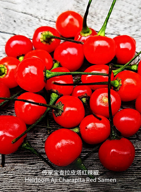 查拉皮塔红辣椒种子稀有柑橘果香迷你超高产传家宝春秋阳台盆栽