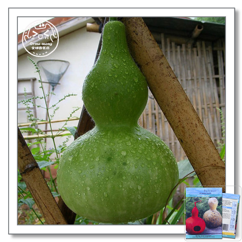 Bulgarian Original import birdcage gourd seed Imported Vegetables fruit seed Ornamental gourd balcony Potted plantin the Flower delivery/Flowers simulation/Plants gardening , Flowers/Fruits and vegetables/Lawn seed (New) , Home &amp; Garden Seeds  category - from Buy2taobao.com to provide professional Taobao agent buy service